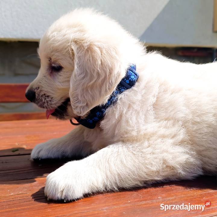 Szczenięta Golden Retriever ZKwP FCI