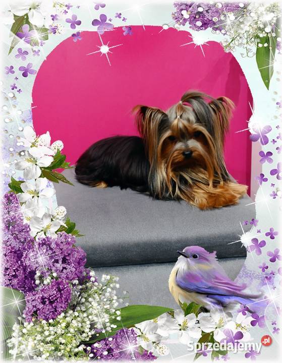 Yorkshire terrier Reproduktor z uprawnieniami Nowe Miasteczko