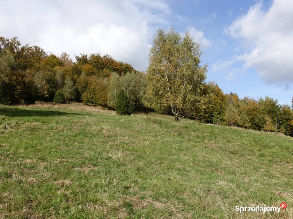 Brenna 253 ha działka inwestycyjna wyciągu 25300m2 Sprzedaż