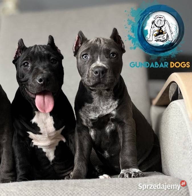 suczki American Bully ABKC Koło