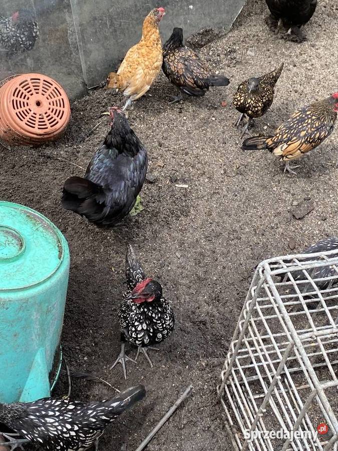 Trzy miesieczne koguty sebrytki Białogard