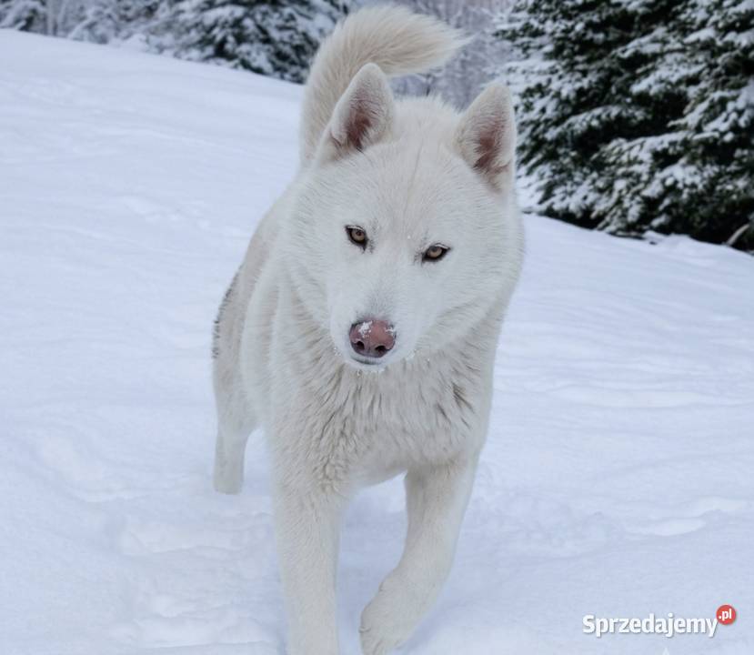 Suczka Siberian Husky różnooka Husky Breń Osuchowski