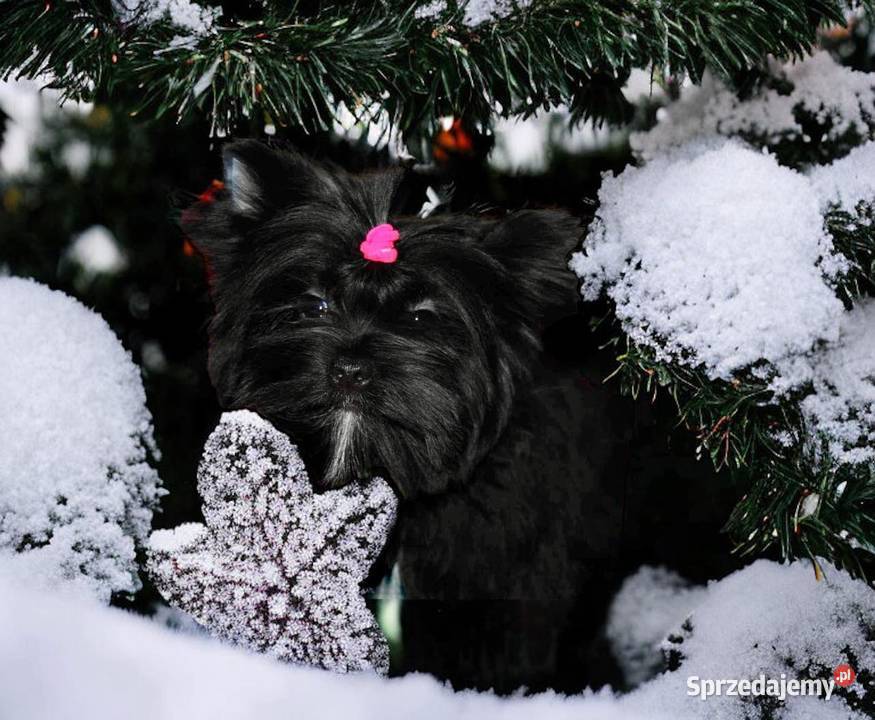 Mini pieski black York śląskie Rybnik