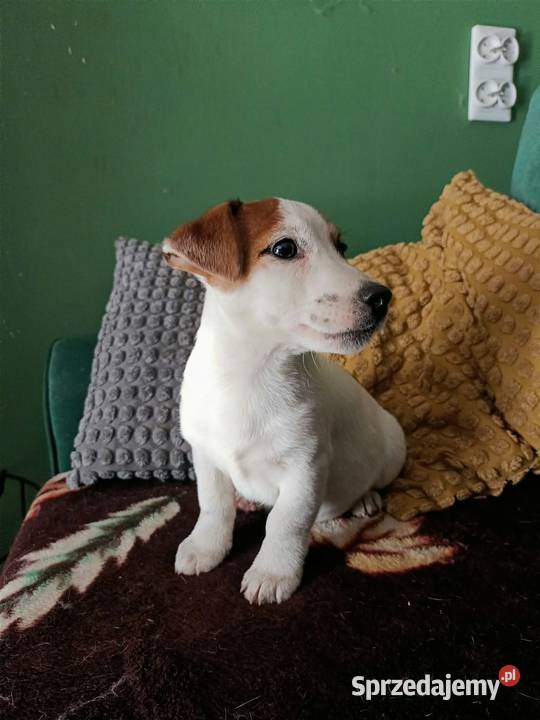 Wzorcowe Jack Russell terrier doskonała budowa Krapkowice