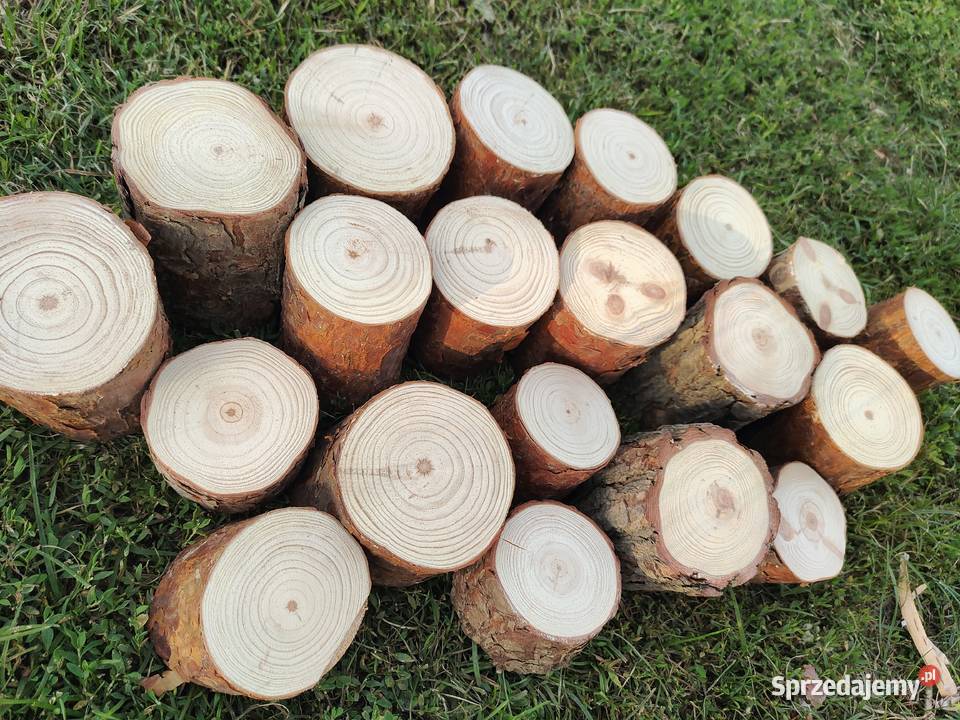 Pieńki plastry suche sosna różne średnice i Kulno