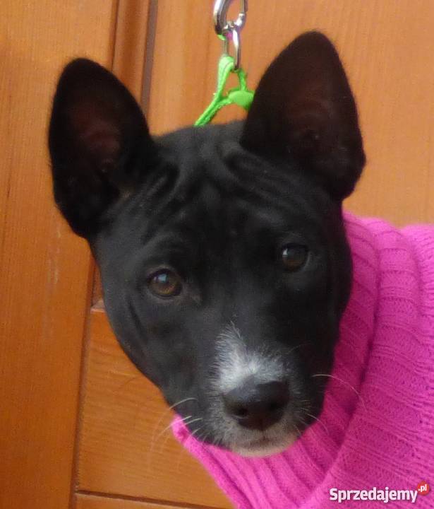 Szczenięta Basenji TEDI Z GREMLINKOWA