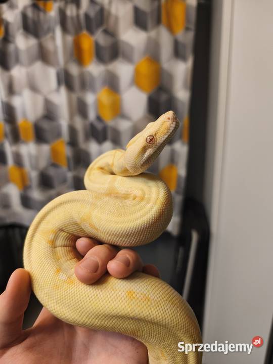 Boa imperator Wałbrzych