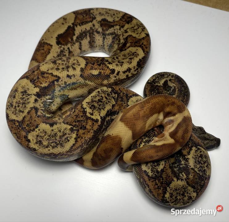 Węże boa cesarskie samice i samce Rybnik