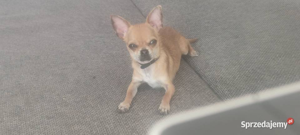 Mały piesek Chihuahua krótkowłosy beżowy Warszawa