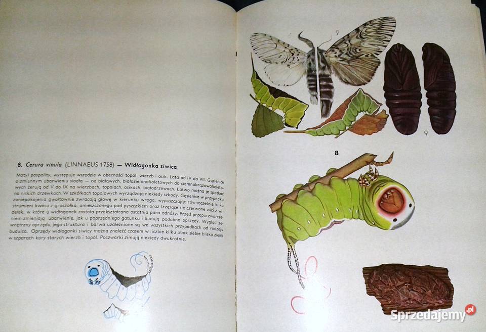 Motyle Polski Jerzy Heintze Chełm