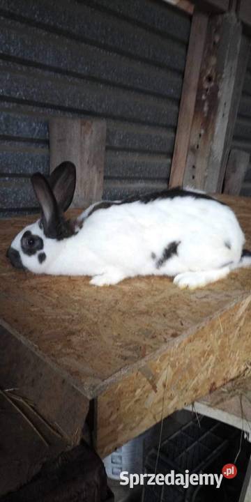 Króliki Zwierzęta