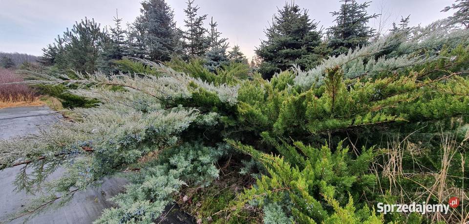 Duże jałowce Grey Owl Duży jałowiec z bryłą na Wisznice sprzedam