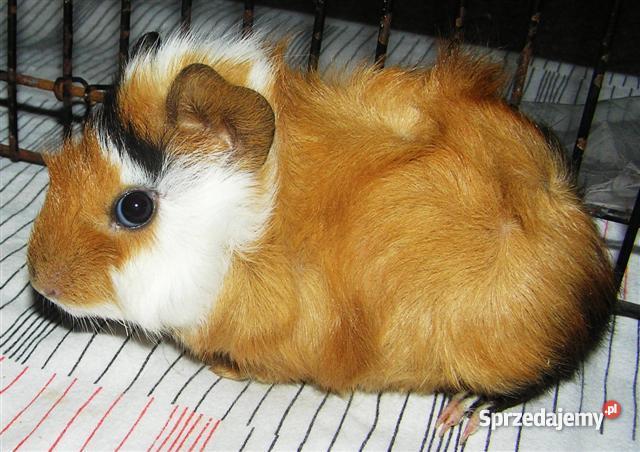 Świnka morska rozetka 6 tygodni Radostowice