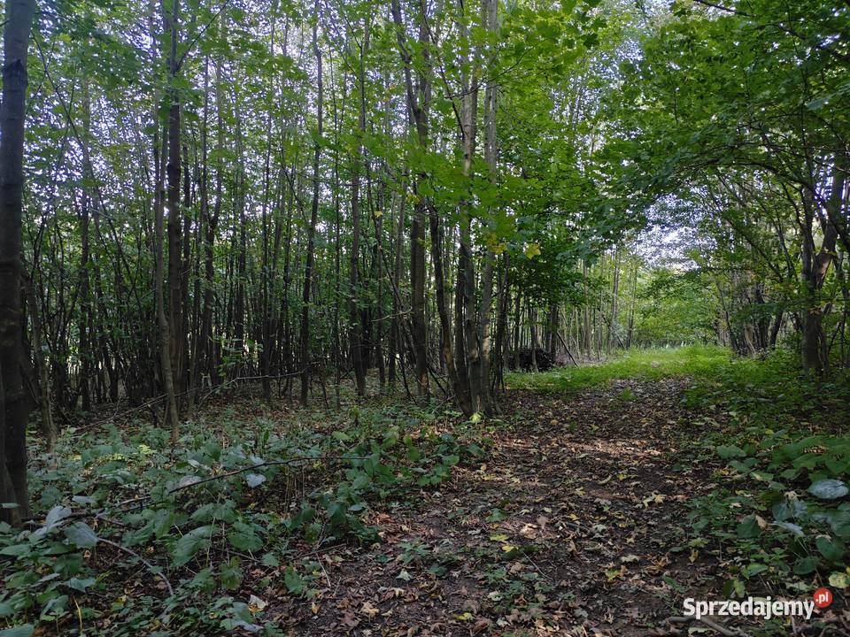 Działka leśnorekreacyjna 3 194 m Cergowa gm 38m podkarpackie sprzedam