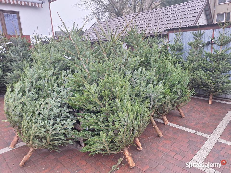 już mamy Jodły kaukaskie choinki cięte i Pozostałe Ciechanowiec