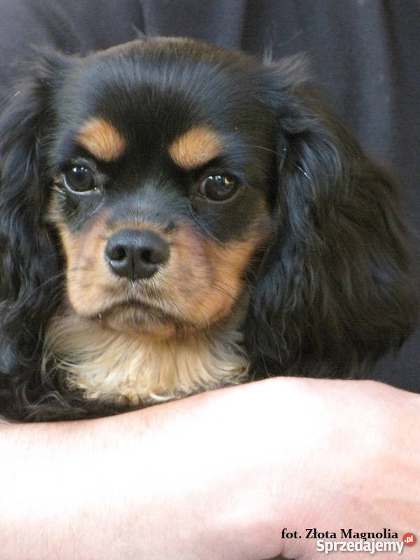 Cavalier King Charles Spaniel z rodowodem Katowice