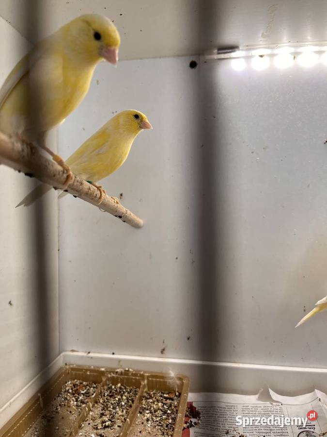 Sprzedam kanarki rosyjskie Zbychowo