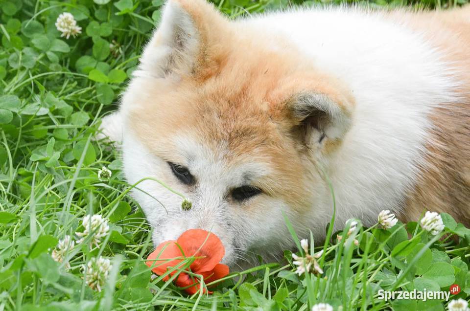Akita inuakita japońska czerwona suczka ZKwP FCI Wołów