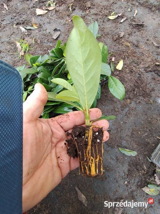 Laurowiśnia caucasica i novita Puławy