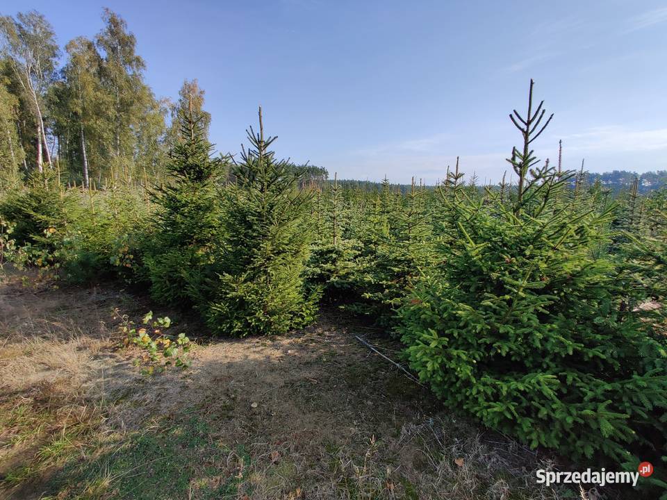 Sprzedam choinki Leśnictwo mazowieckie Marusy