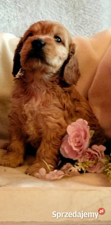 Cockapoo F1 pieski Spaniel Pudel Pozostałe kujawsko-pomorskie Toruń