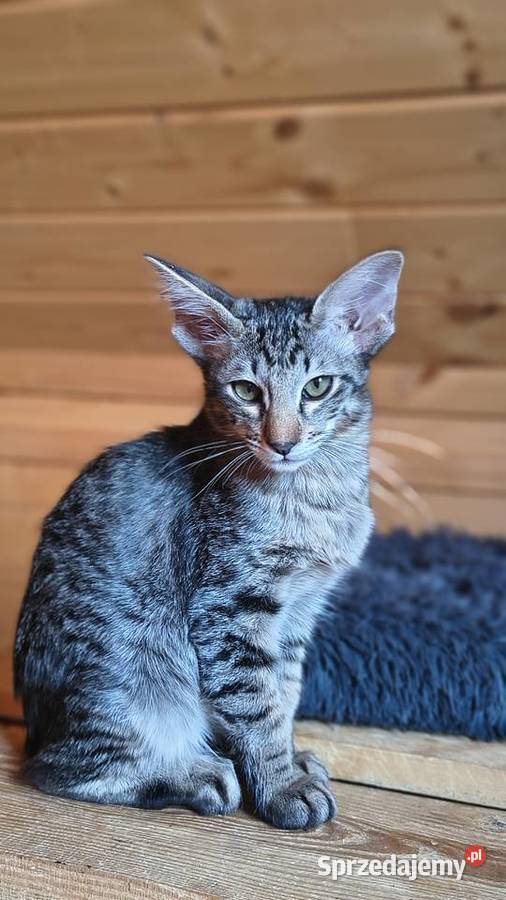 Kotka orientalna długowłosa