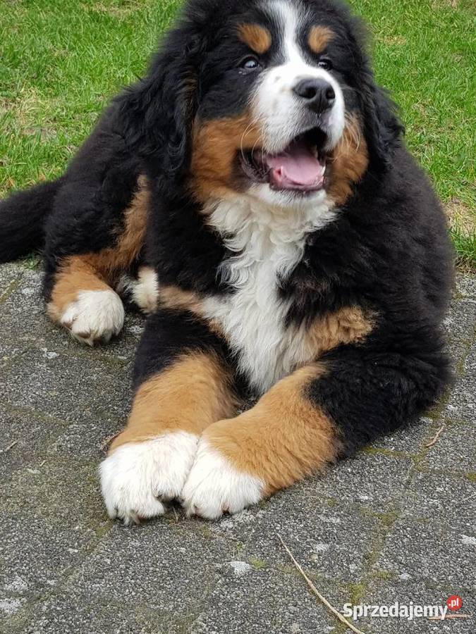 Berneński Pies Pasterski już do odbioru lubelskie Lublin