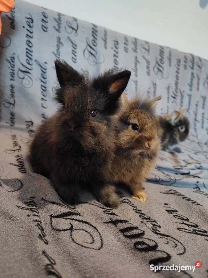 Królik miniaturka Lewek baranek długowłosy Łodygowice