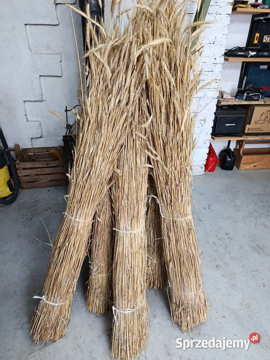Słoma żytnia prosta skoszona snopowiązałką