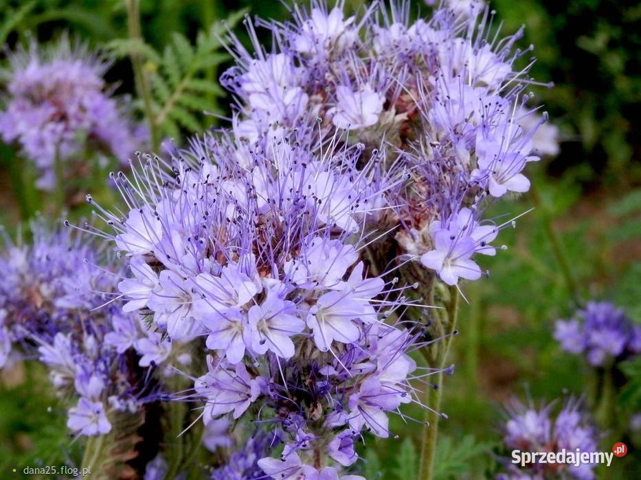 Facelia błękitna nasiona 8 zbiór 2024 Szczyty