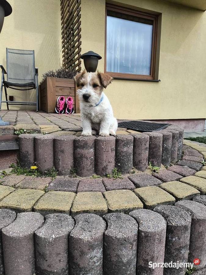 Jack Russell Terrier Jack Russell Terrier Nowy Broniszew