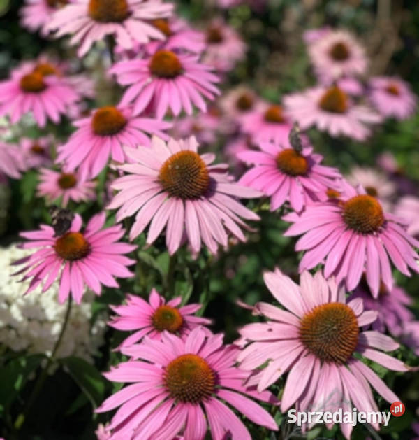 JEŻÓWKA MAGNUS Echinacea - sadzonki w doniczkach !