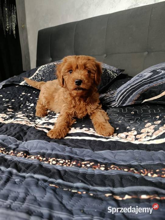 Cavapoo Suczka Pozostałe Pozostałe świętokrzyskie Szczaworyż