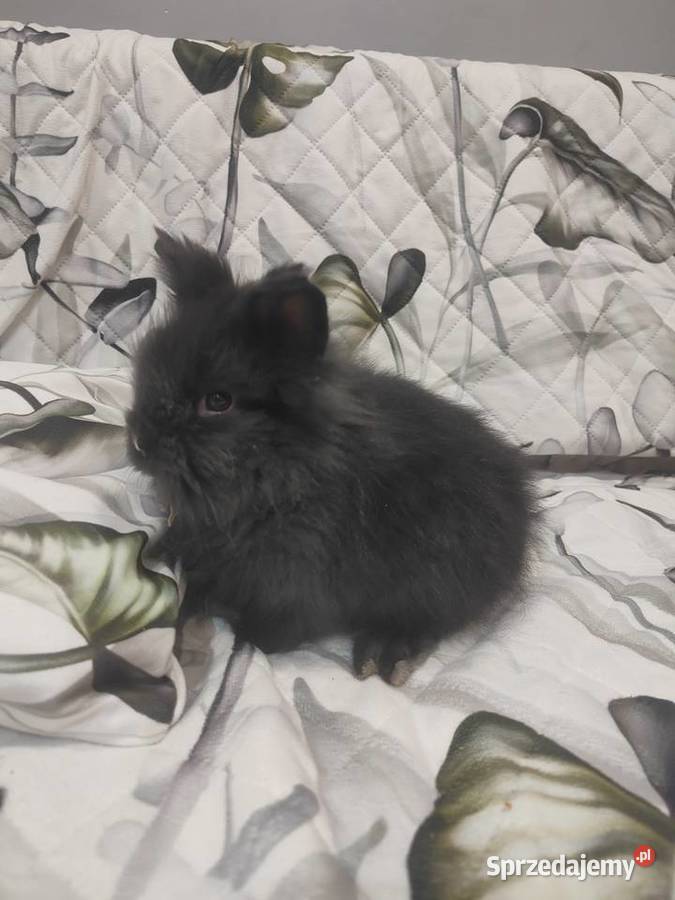 Królik miniaturka baranek lewek samiczka samiec Łodygowice