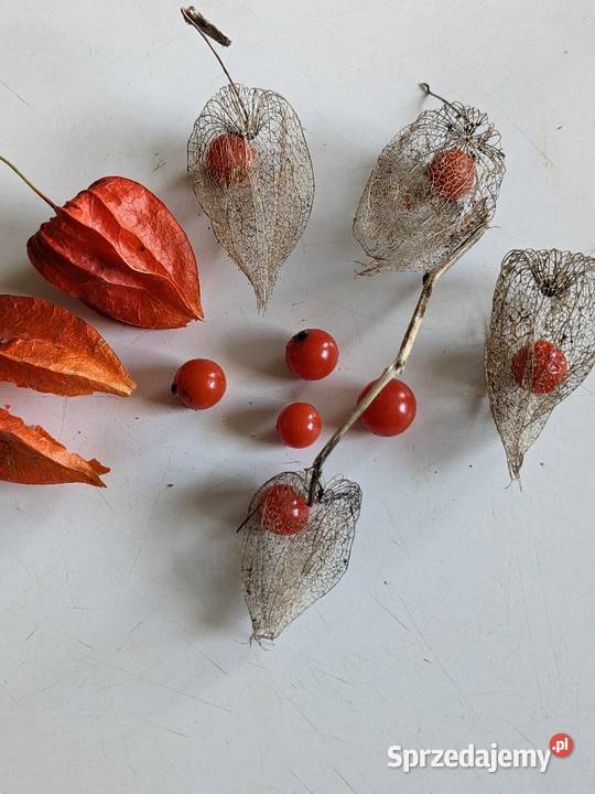 Kwiat Ślazówka z Różowa Nasiona kolekcjonerskie