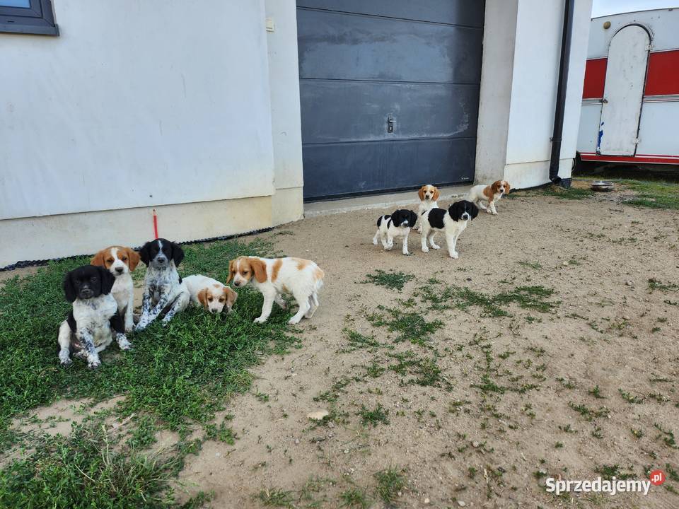 Spaniel Bretonski Pozostałe
