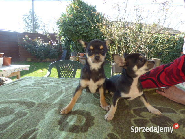 Śliczne Chihuahua pieski i sunie