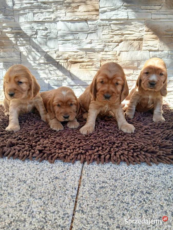 Śliczne Szczenięta Cocker Spaniel Angielski łódzkie Sieradz