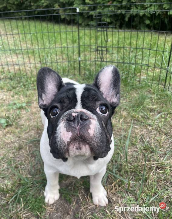 Buldog francuski szczenięta FCI Ząbki