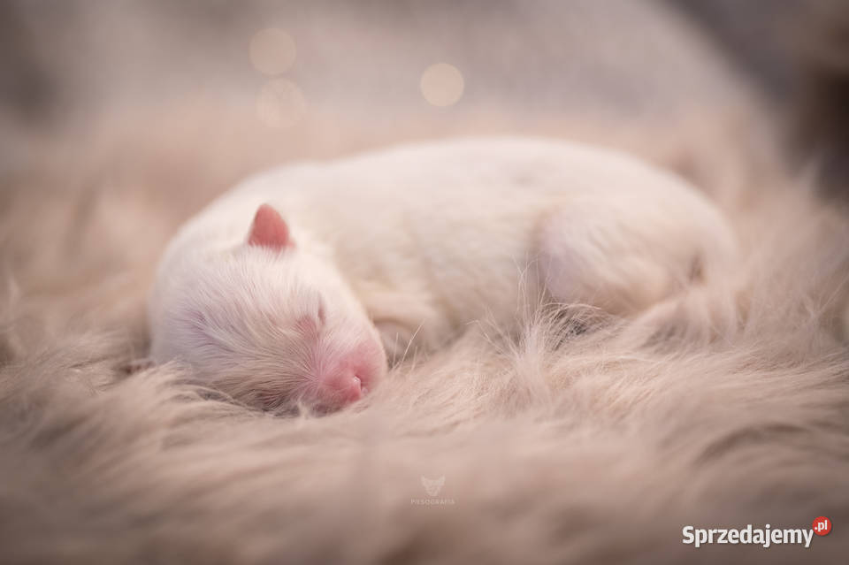 Szczenię samoyed FCI dostepne do rezerwacji Zgierz