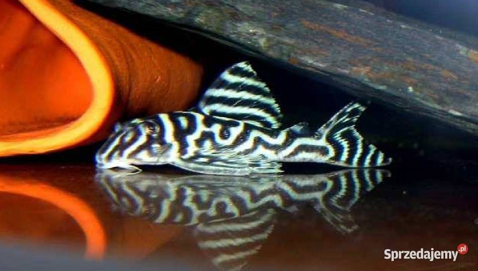 Glonojad L173 Hypancistrus sp ODŁÓW WF WYSYŁAMY pomorskie Gdańsk sprzedam