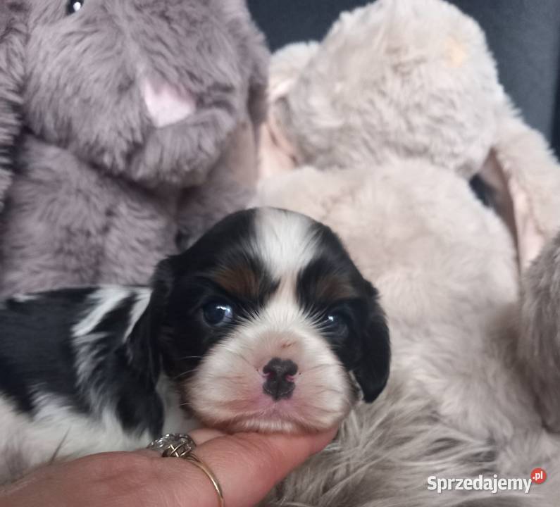 Cavalier King Charles Spaniel opolskie Strzelce Opolskie