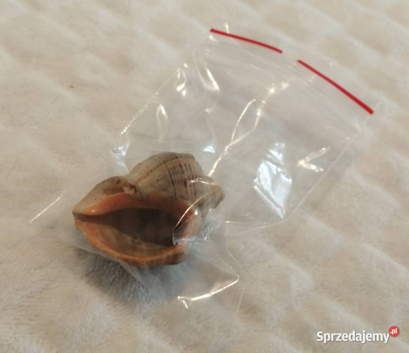 Muszla 42 64 Kreatywne śląskie