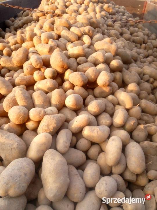 Ziemniaki Denar i Otolia Stasin