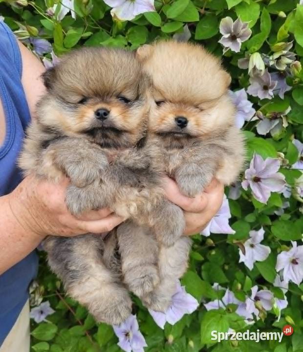 Piękne szczenięta szpic miniaturowy pomeranian Toszek