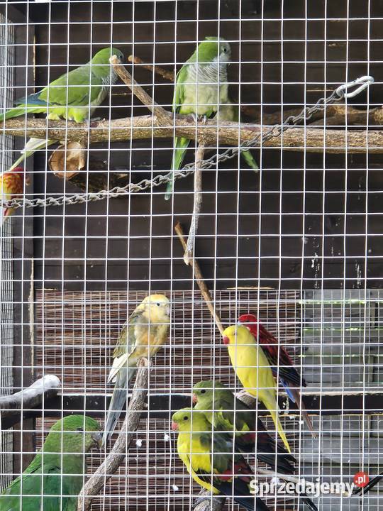 Sprzedam papugi Pionki