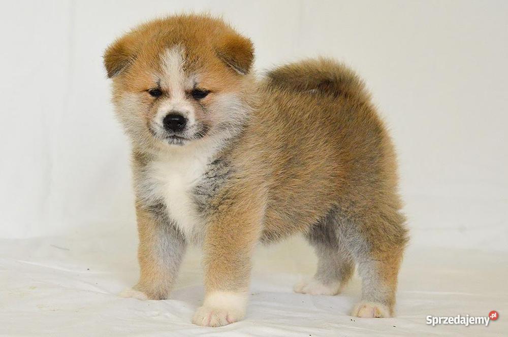 Akita japońska czerwone szczenięta Słupca