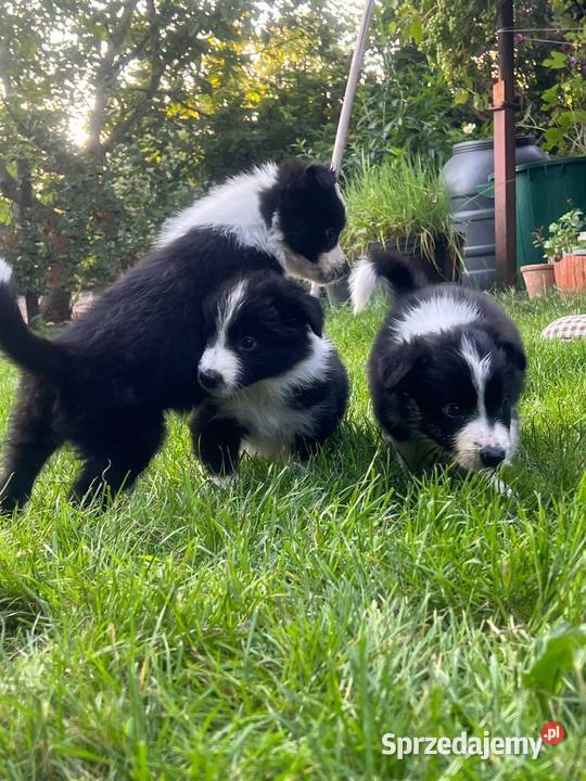 Border Colliepiękne szczenięta Nieledew