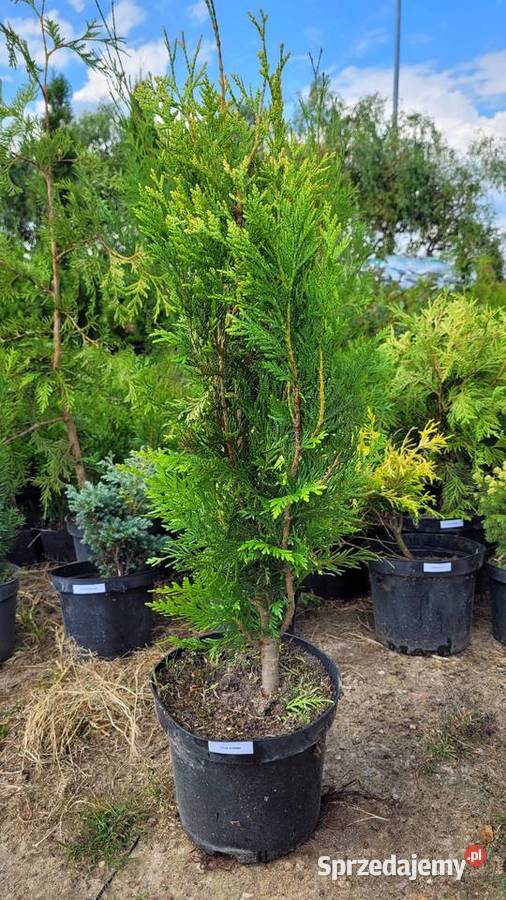 Thuja KÓRNIK Rośliny wielkopolskie Pogorzela
