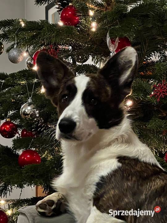 Pies Welsh Corgi Cardigan rodowód FCI Pabianice sprzedam